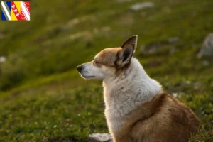 Mehr über den Artikel erfahren Norwegischer Lundehund Züchter und Welpen in Grand Est