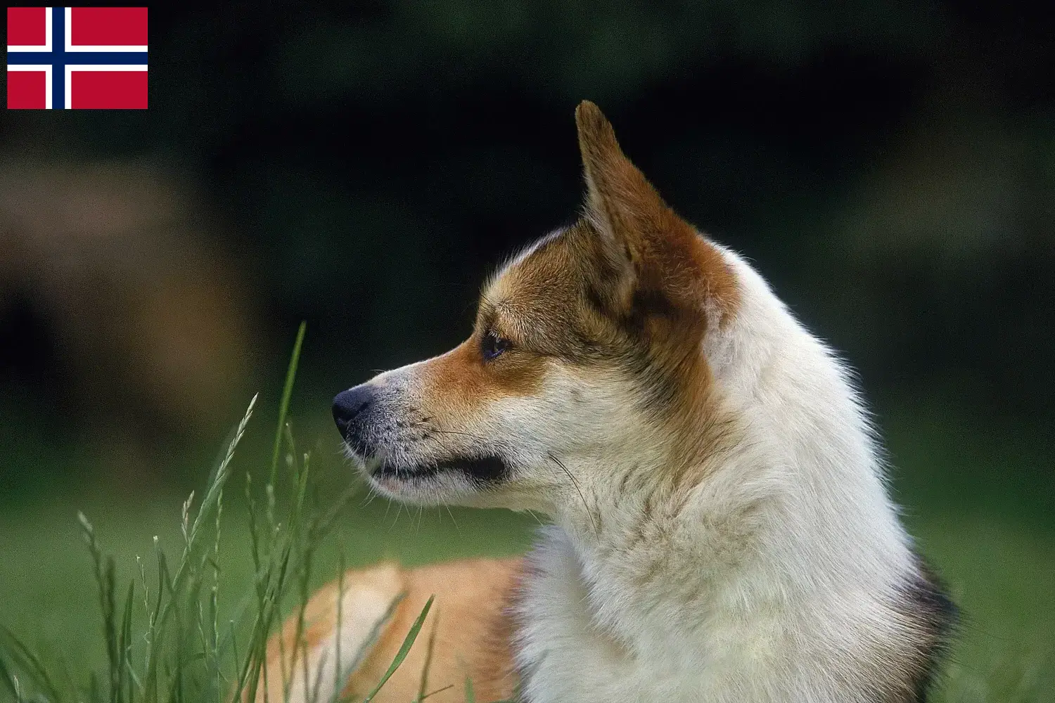 Norwegischer Lundehund Welpen und Züchter Norwegen Hier findest Du Norwegische Lundehunde Züchter in Norwegen.