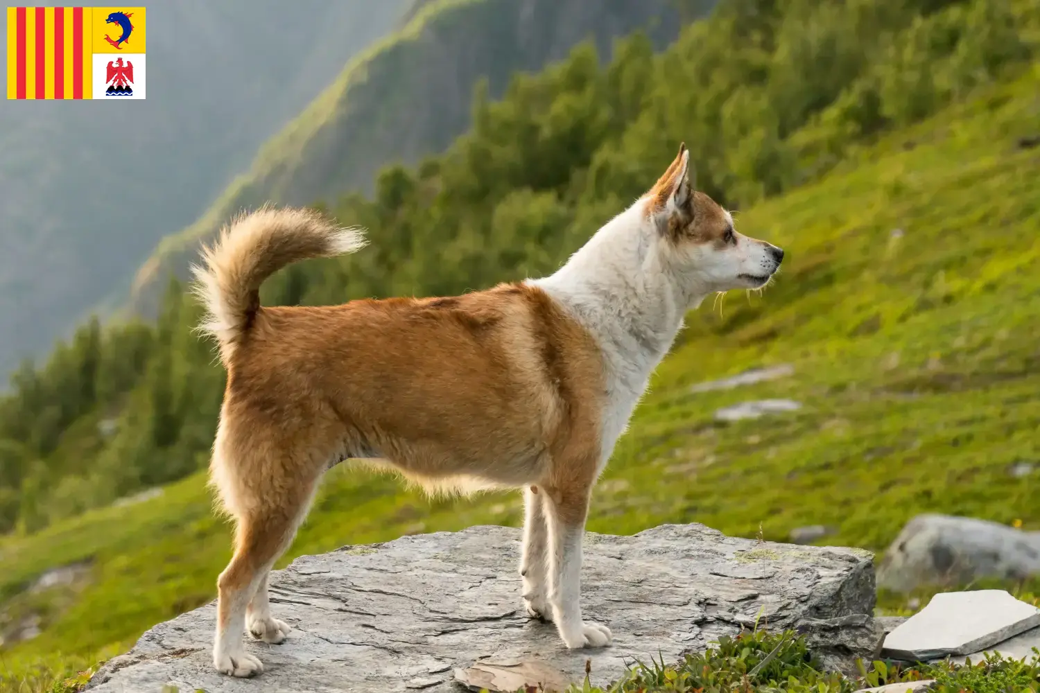 Norwegischer Lundehund Welpen und Züchter Provence-Alpes-Côte d’Azur Hier findest Du Norwegische Lundehunde Züchter in der Provence-Alpes-Côte d’Azur.