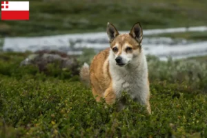 Mehr über den Artikel erfahren Norwegischer Lundehund Züchter und Welpen in Utrecht