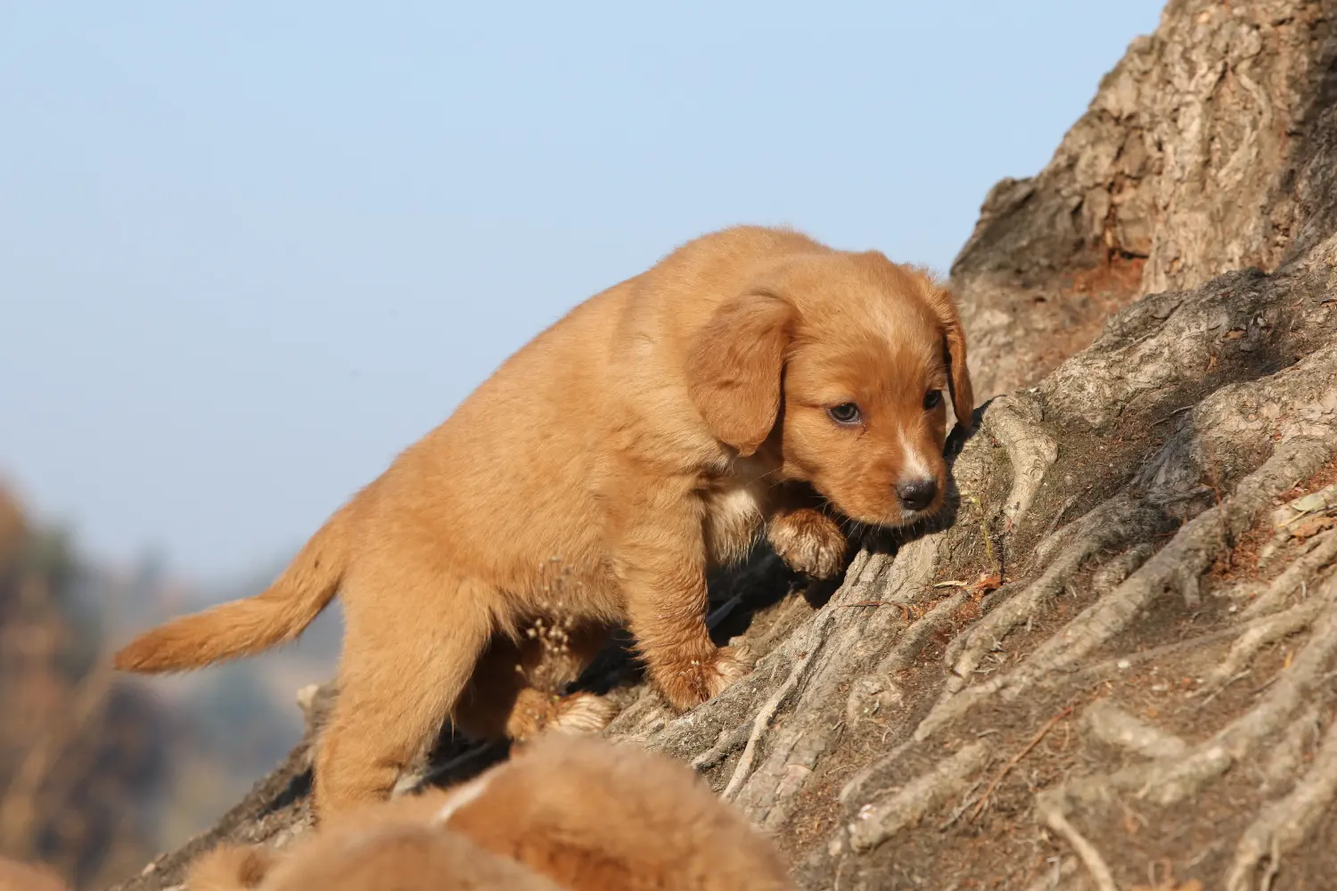 Einen Nova Scotia Duck Tolling Retriever Welpen zu kaufen, bedeutet Verantwortung zu übernehmen! Nova Scotia Duck Tolling Retriever Welpen kaufen.