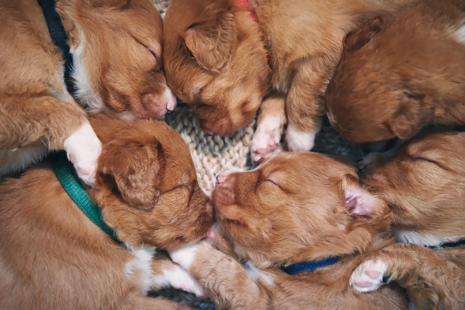 Einen Nova Scotia Duck Tolling Retriever Welpen zu kaufen, bedeutet Verantwortung zu übernehmen! Nova Scotia Duck Tolling Retriever Welpen kaufen.
