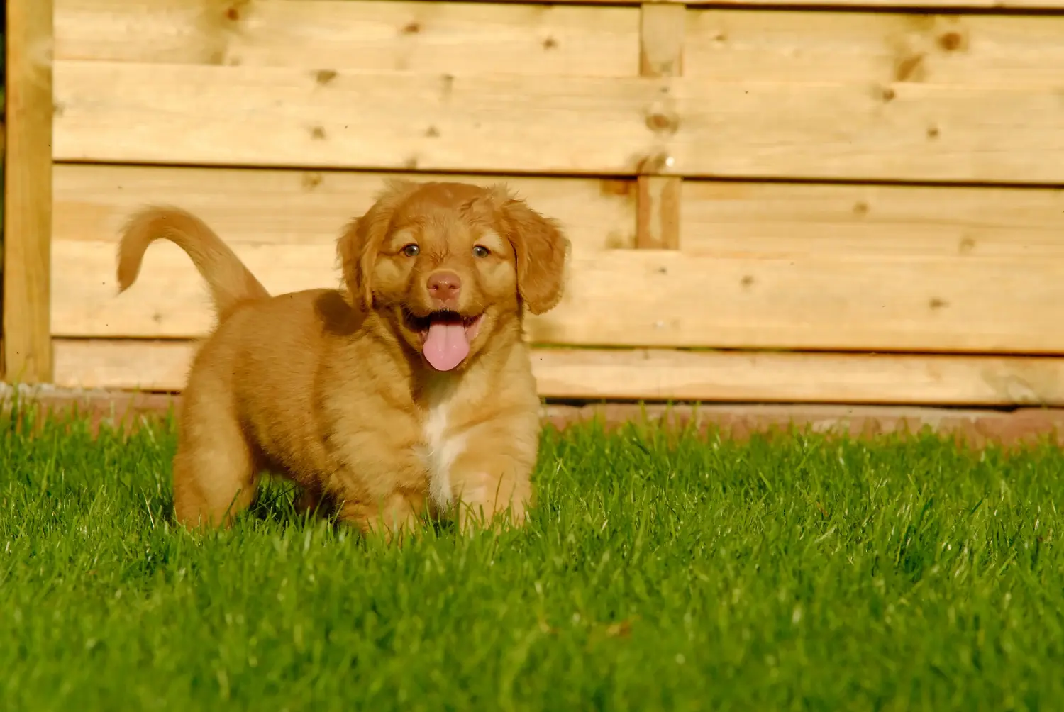 Einen Nova Scotia Duck Tolling Retriever Welpen zu kaufen, bedeutet Verantwortung zu übernehmen! Nova Scotia Duck Tolling Retriever Welpen kaufen.