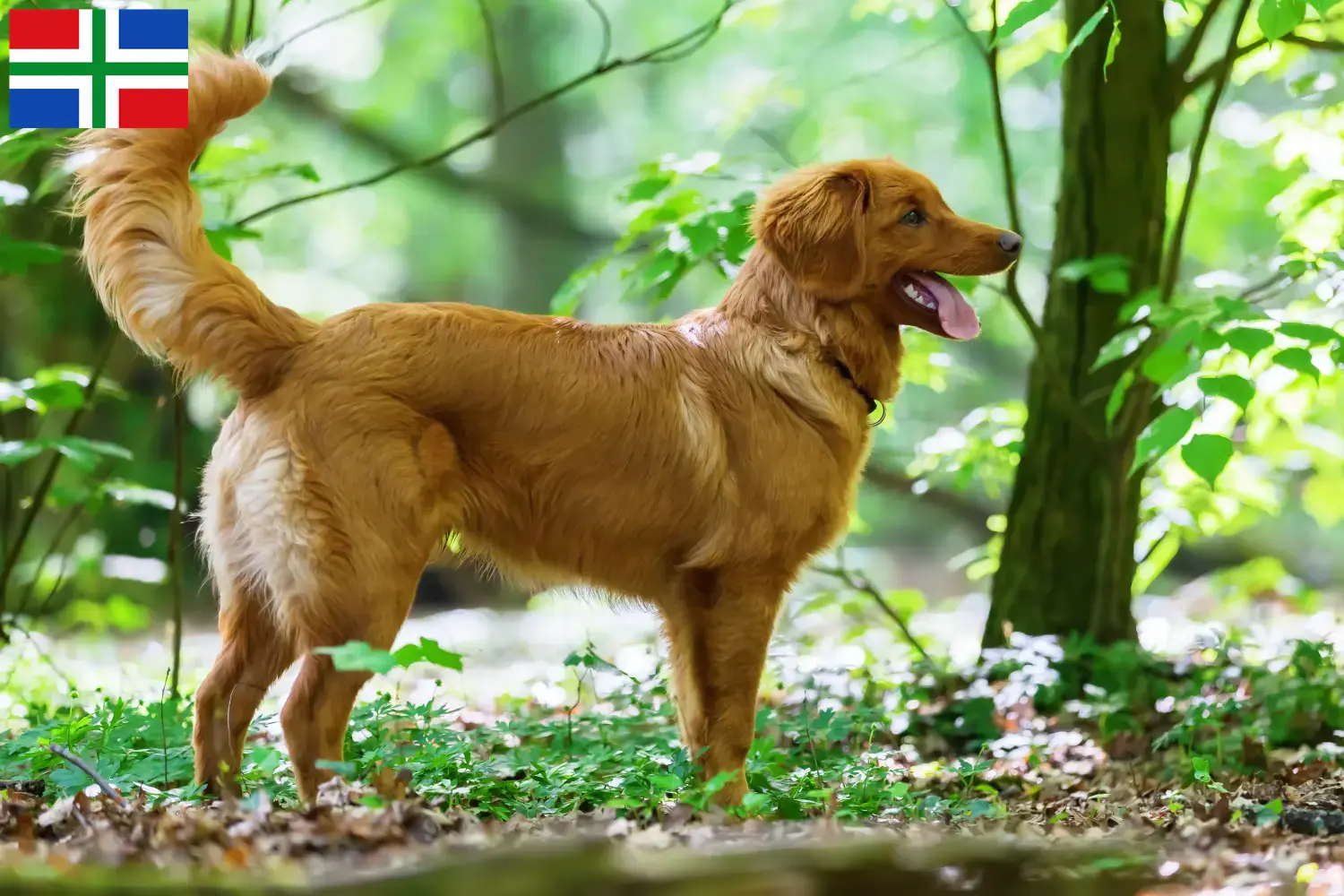 Nova Scotia Duck Tolling Retriever Welpen und Züchter Groningen Hier findest Du Nova Scotia Duck Tolling Retriever Züchter in Groningen.