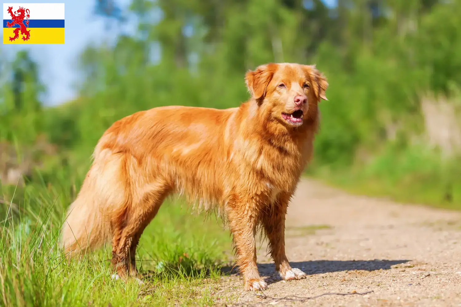 Nova Scotia Duck Tolling Retriever Welpen und Züchter Limburg Hier findest Du Nova Scotia Duck Tolling Retriever Züchter in Limburg.