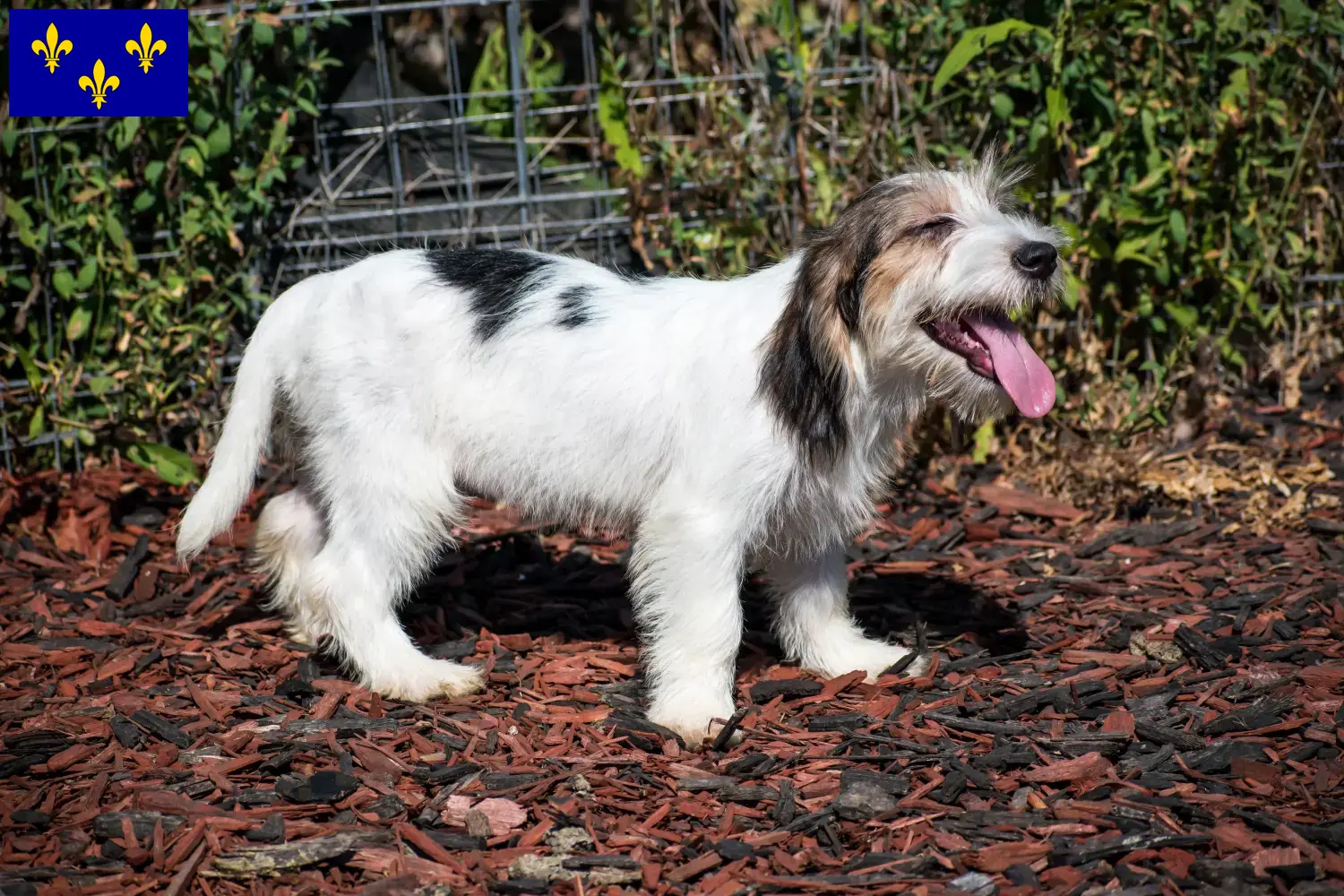 Petit Basset Griffon Vendéen Welpen und Züchter Île-de-France Hier findest Du Petit Basset Griffon Vendéens Züchter in Île-de-France.