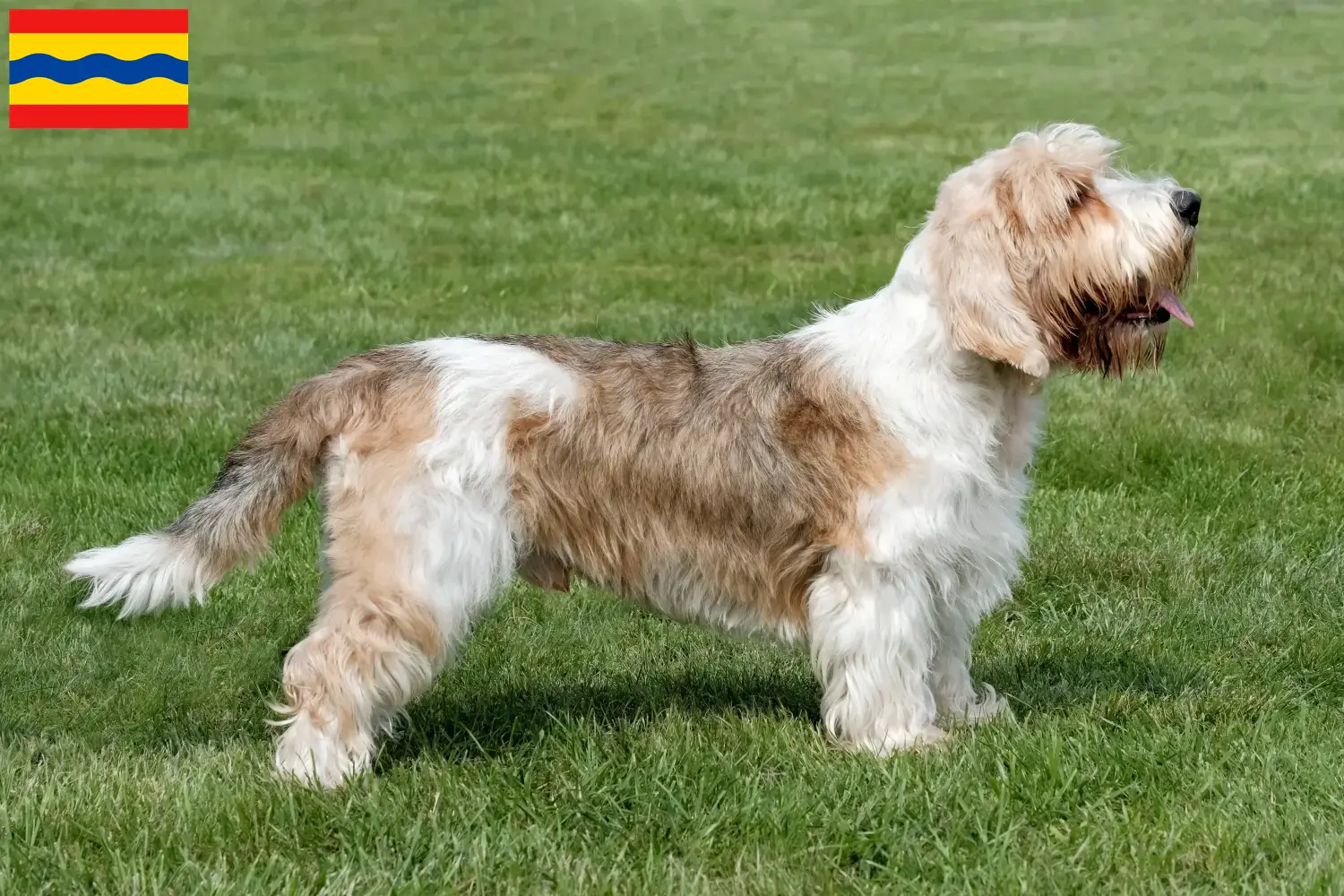 Petit Basset Griffon Vendéen Welpen und Züchter Overijssel Hier findest Du Petit Basset Griffon Vendéens Züchter in Overijssel.