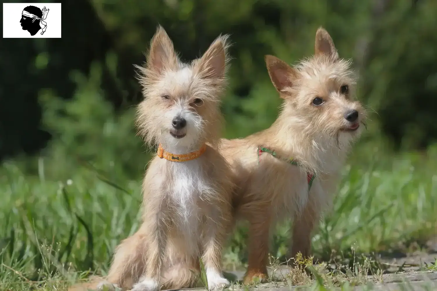 Podenco Welpen und Züchter Korsika Hier findest Du Podencos Züchter auf Korsika.