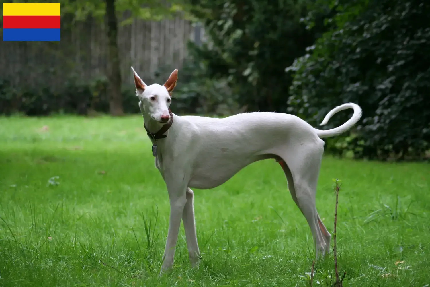 Podenco Welpen und Züchter Nordholland Hier findest Du Podencos Züchter in Nordholland.