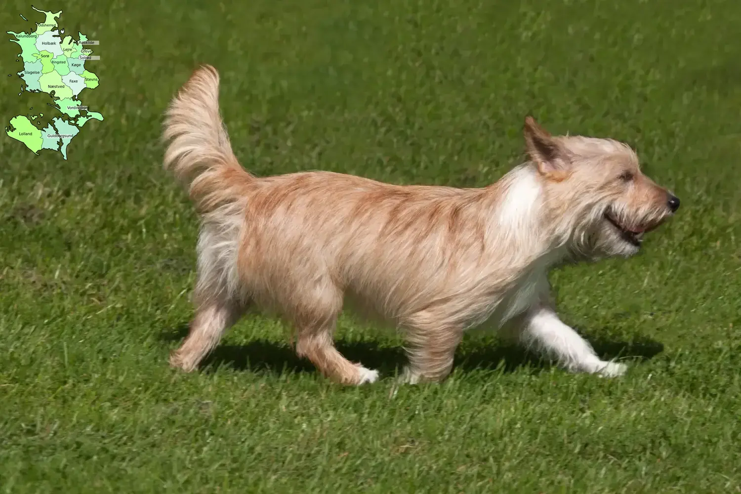 Podenco Welpen und Züchter Sjælland Hier findest Du Podencos Züchter in Sjælland.