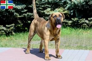 Mehr über den Artikel erfahren Presa Canario Züchter und Welpen in Groningen