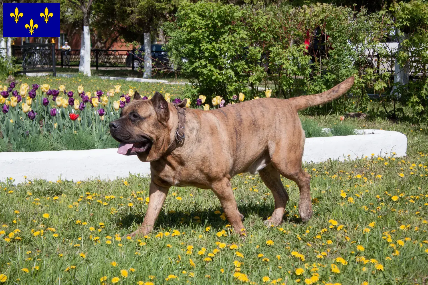 Presa Canario Welpen und Züchter Île-de-France Hier findest Du Presa Canarios Züchter in Île-de-France.