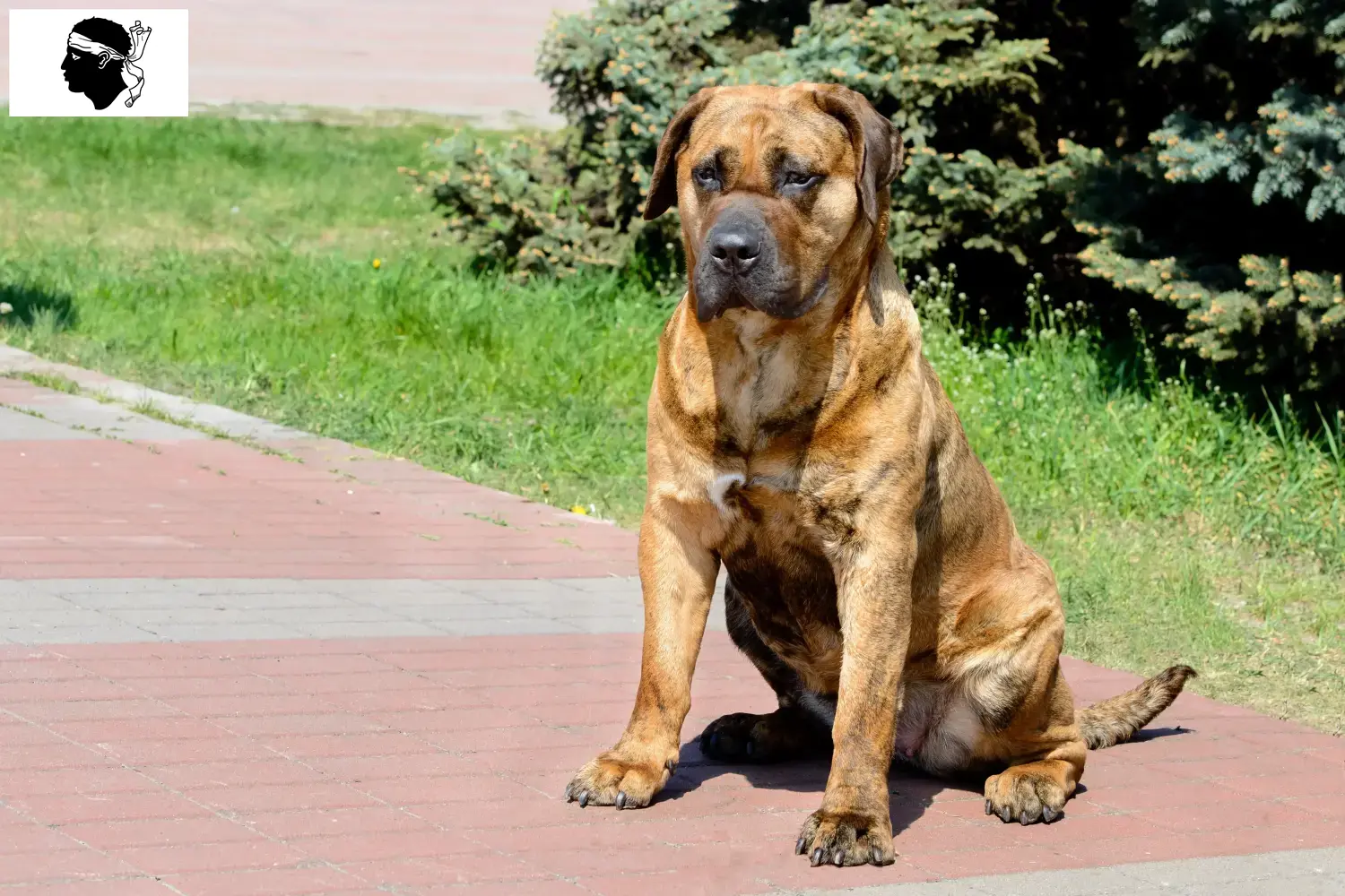 Presa Canario Welpen und Züchter Korsika Hier findest Du Presa Canarios Züchter auf Korsika.