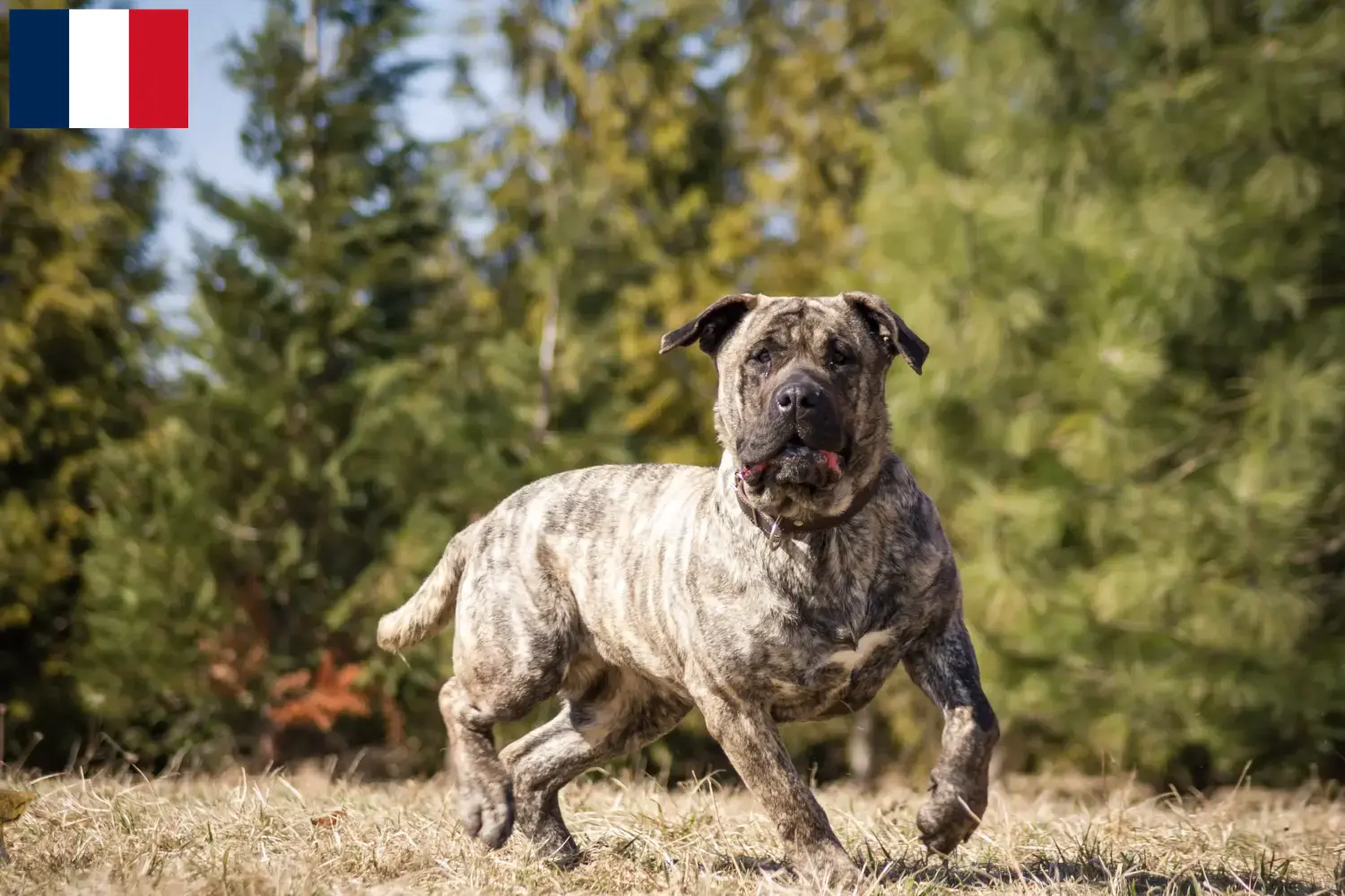 Presa Canario Welpen und Züchter Réunion Hier findest Du Presa Canarios Züchter auf Réunion.