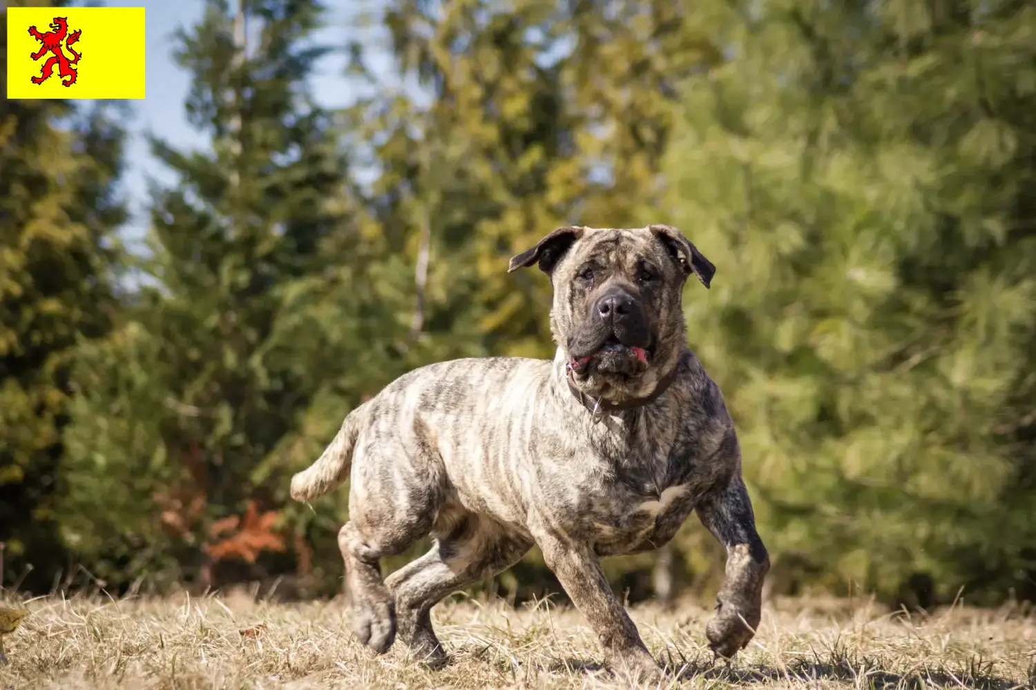 Presa Canario Welpen und Züchter Südholland Hier findest Du Presa Canarios Züchter in Südholland.