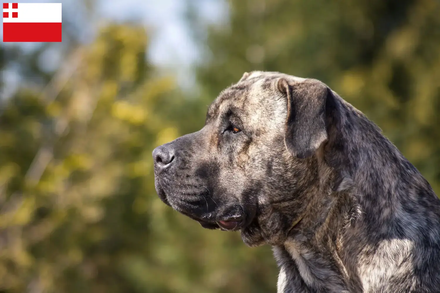 Presa Canario Welpen und Züchter Utrecht Hier findest Du Presa Canarios Züchter in Utrecht.