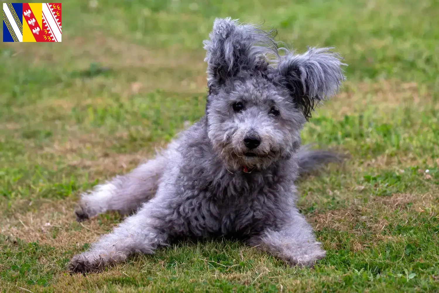 Pumi Welpen und Züchter Grand Est Hier findest Du Pumis Züchter in Grand Est.