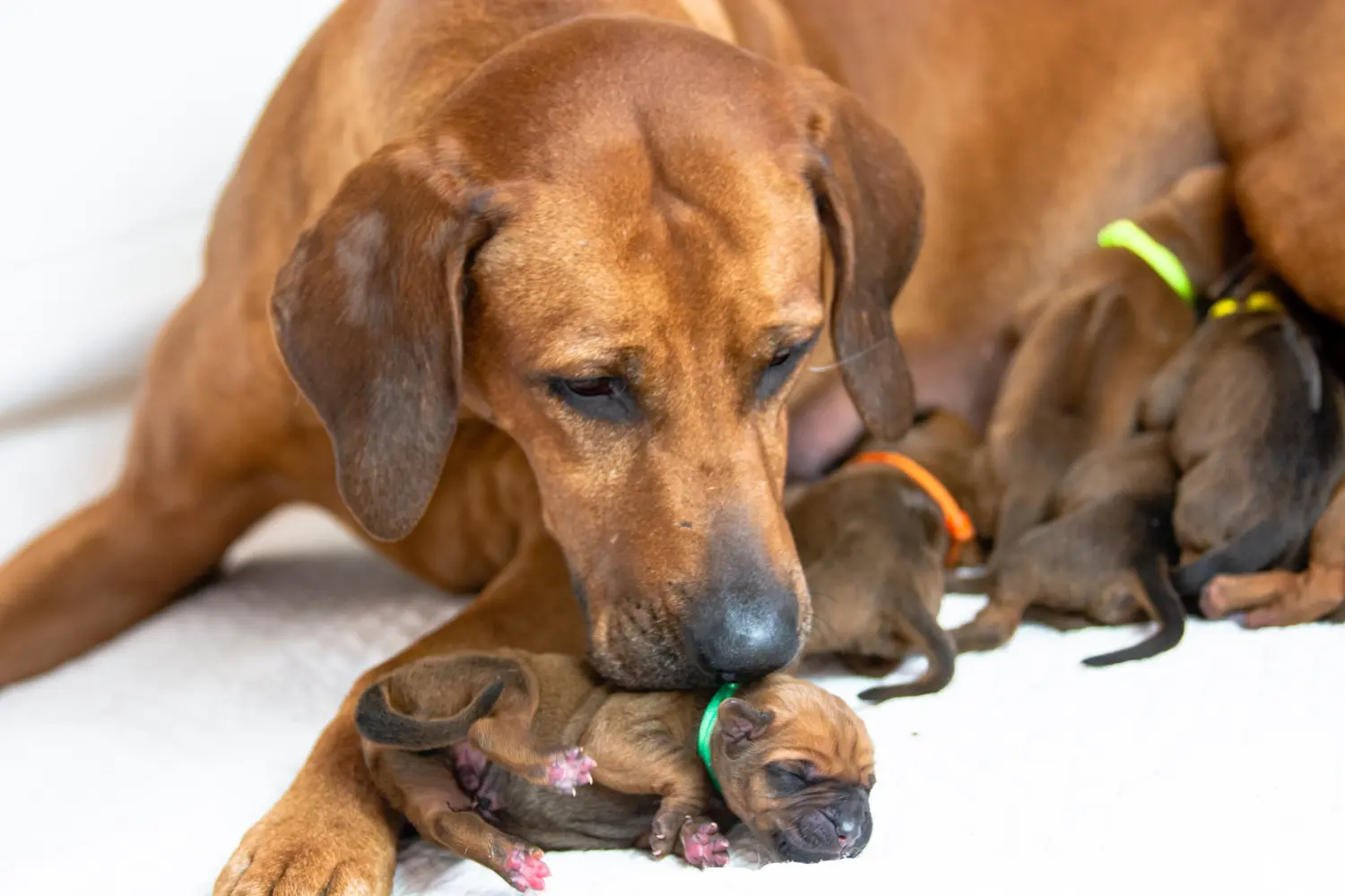 Einen Rhodesian Ridgeback Welpen zu kaufen, bedeutet Verantwortung zu übernehmen! Rhodesian Ridgeback Welpen kaufen.