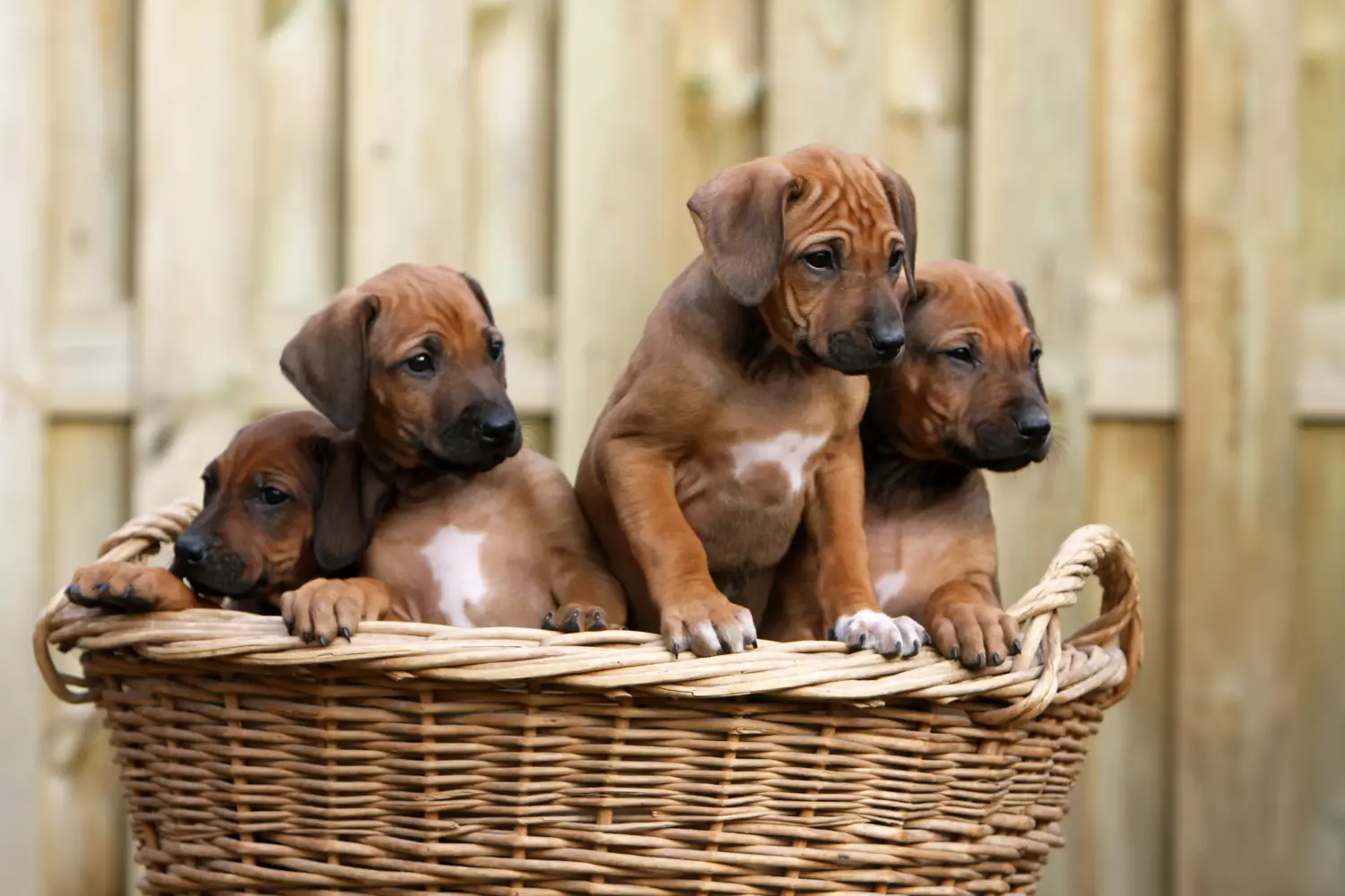 Einen Rhodesian Ridgeback Welpen zu kaufen, bedeutet Verantwortung zu übernehmen! Rhodesian Ridgeback Welpen kaufen.