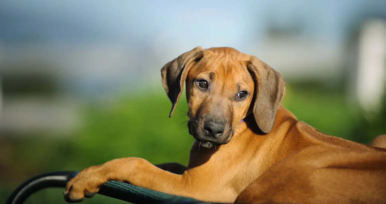Einen Rhodesian Ridgeback Welpen zu kaufen, bedeutet Verantwortung zu übernehmen! Rhodesian Ridgeback Welpen kaufen.