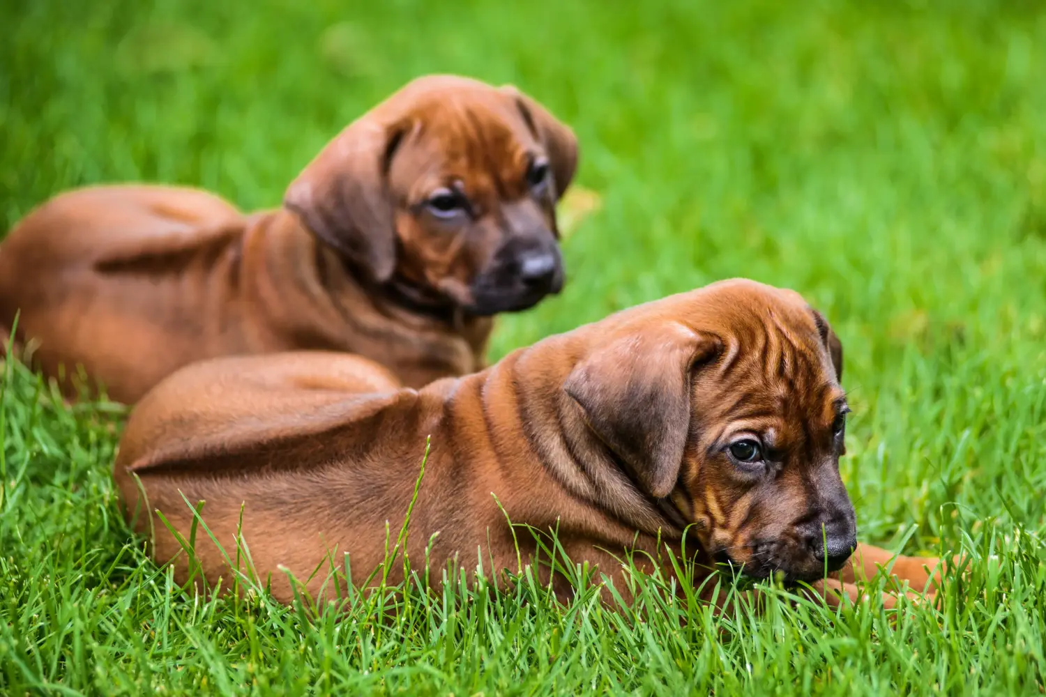 Einen Rhodesian Ridgeback Welpen zu kaufen, bedeutet Verantwortung zu übernehmen! Rhodesian Ridgeback Welpen kaufen.