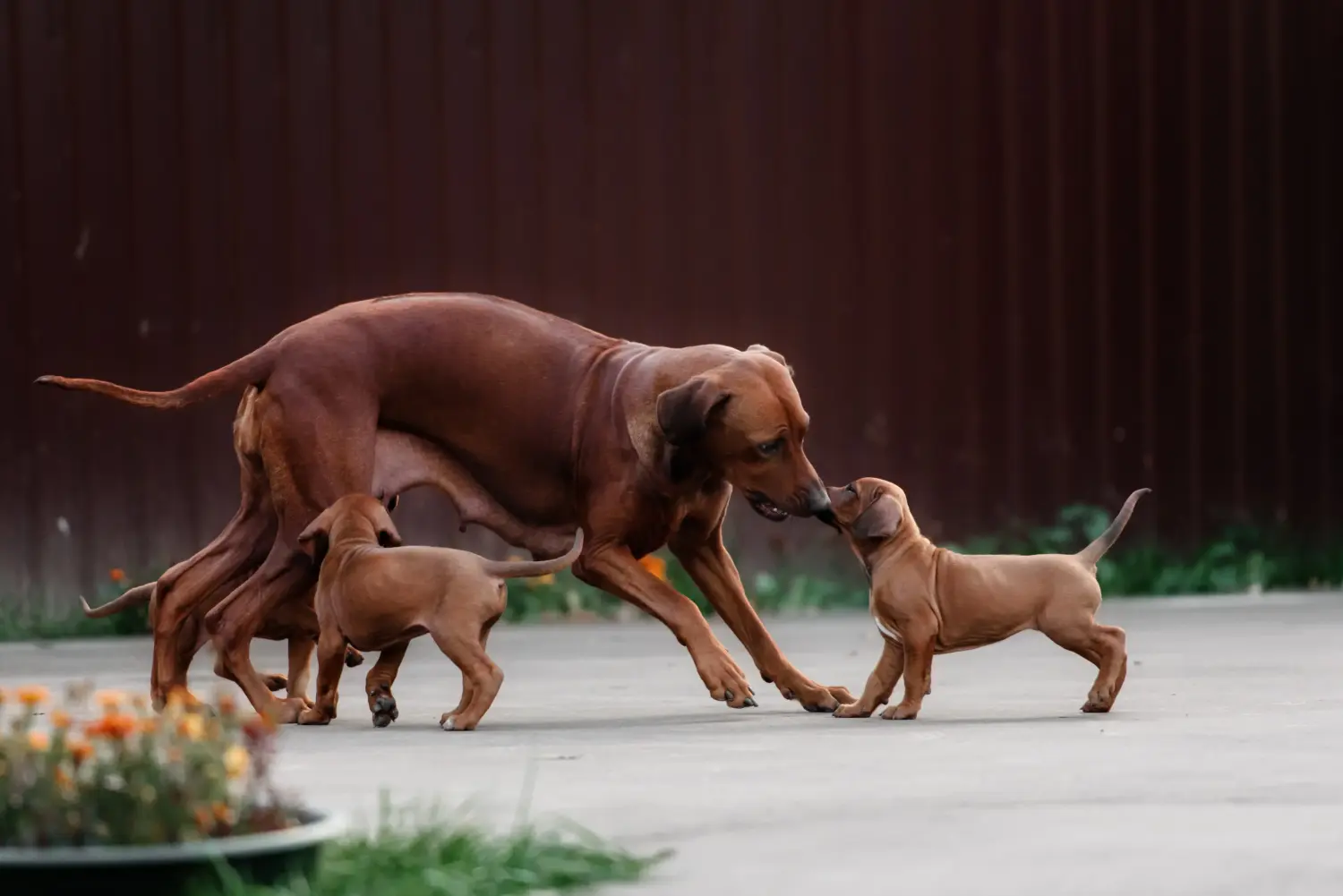 Einen Rhodesian Ridgeback Welpen zu kaufen, bedeutet Verantwortung zu übernehmen! Rhodesian Ridgeback Welpen kaufen.