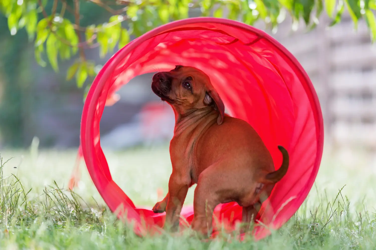 Einen Rhodesian Ridgeback Welpen zu kaufen, bedeutet Verantwortung zu übernehmen! Rhodesian Ridgeback Welpen kaufen.