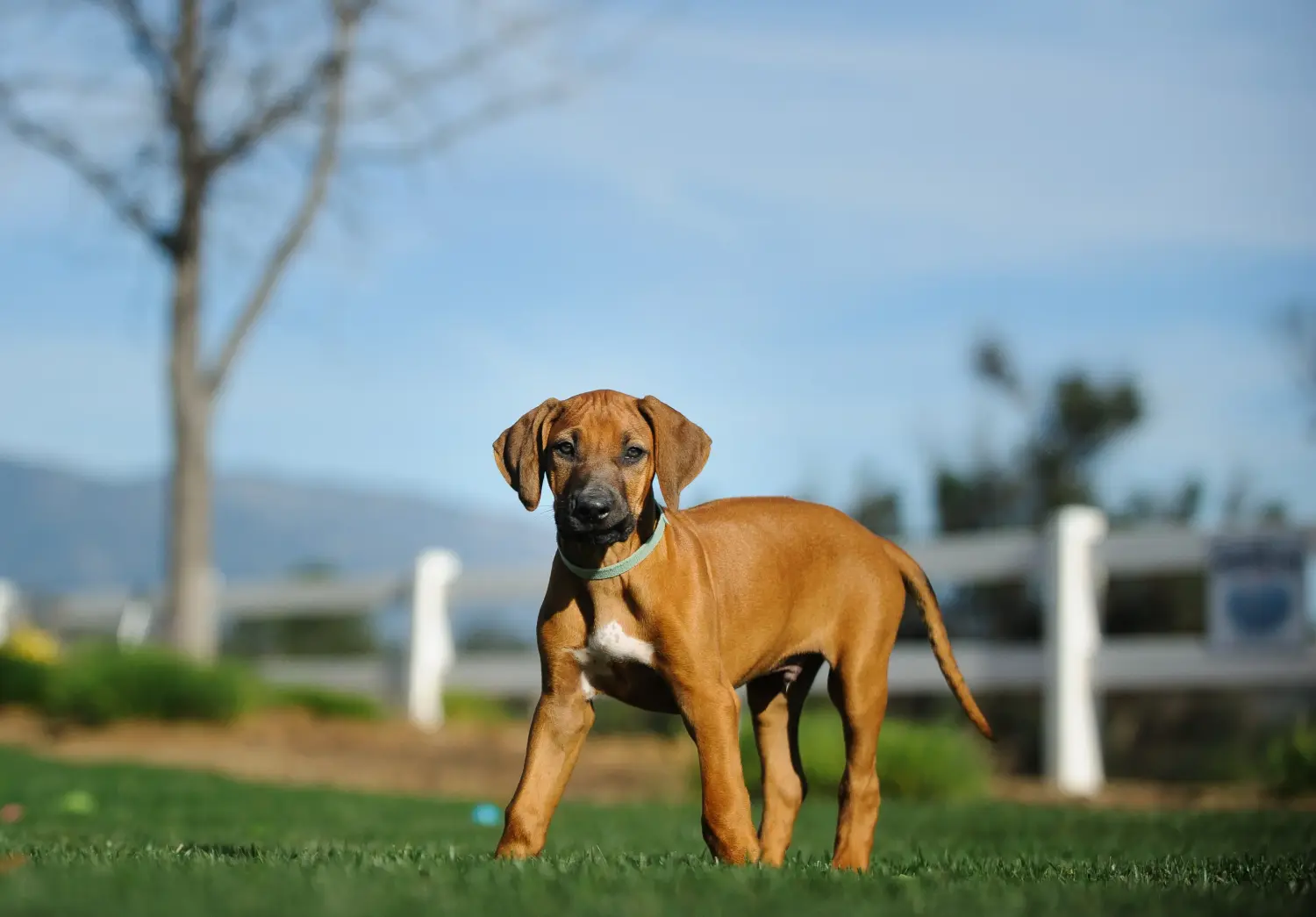 Einen Rhodesian Ridgeback Welpen zu kaufen, bedeutet Verantwortung zu übernehmen! Rhodesian Ridgeback Welpen kaufen.
