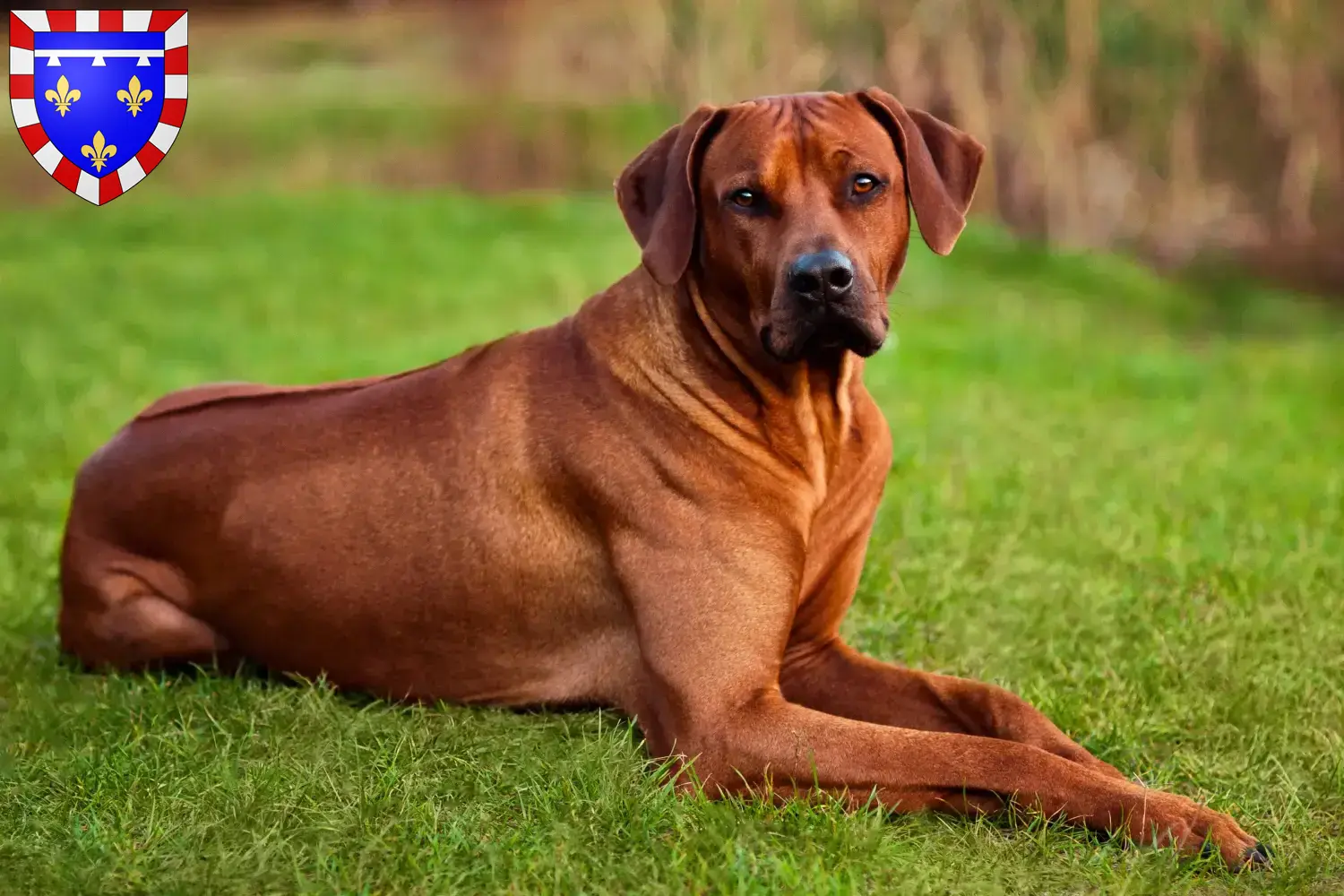 Rhodesian Ridgeback Welpen und Züchter Centre-Val de Loire Hier findest Du Rhodesian Ridgebacks Züchter in Centre-Val de Loire.