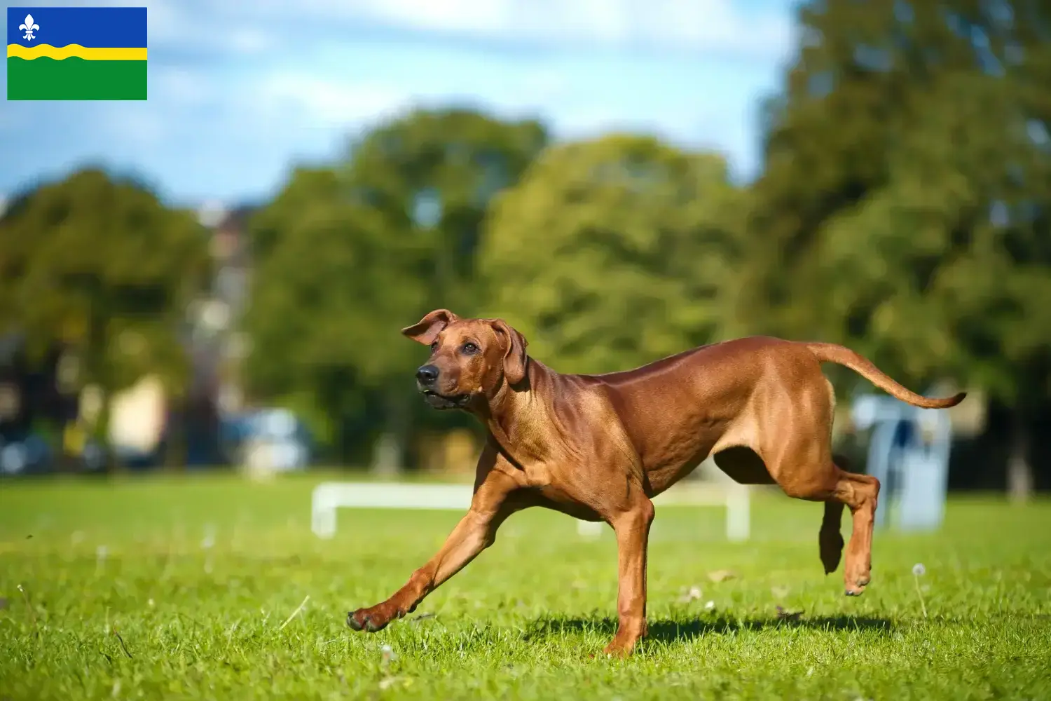 Rhodesian Ridgeback Welpen und Züchter Flevoland Hier findest Du Rhodesian Ridgebacks Züchter in Flevoland.