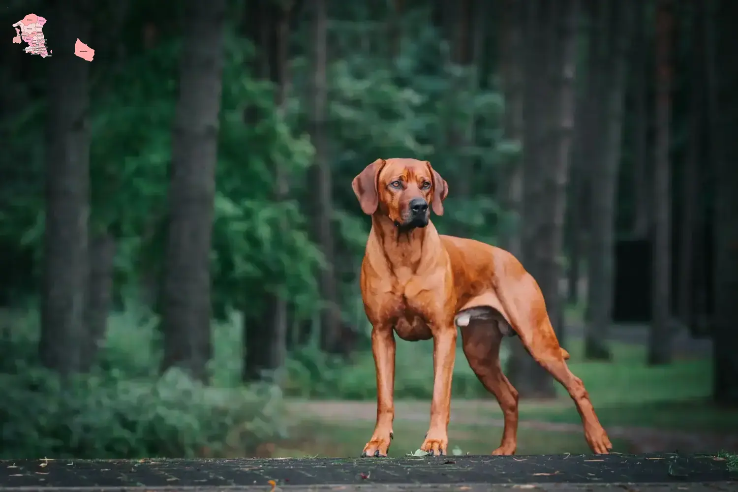 Rhodesian Ridgeback Welpen und Züchter Hovedstaden Hier findest Du Rhodesian Ridgebacks Züchter in Hovedstaden.