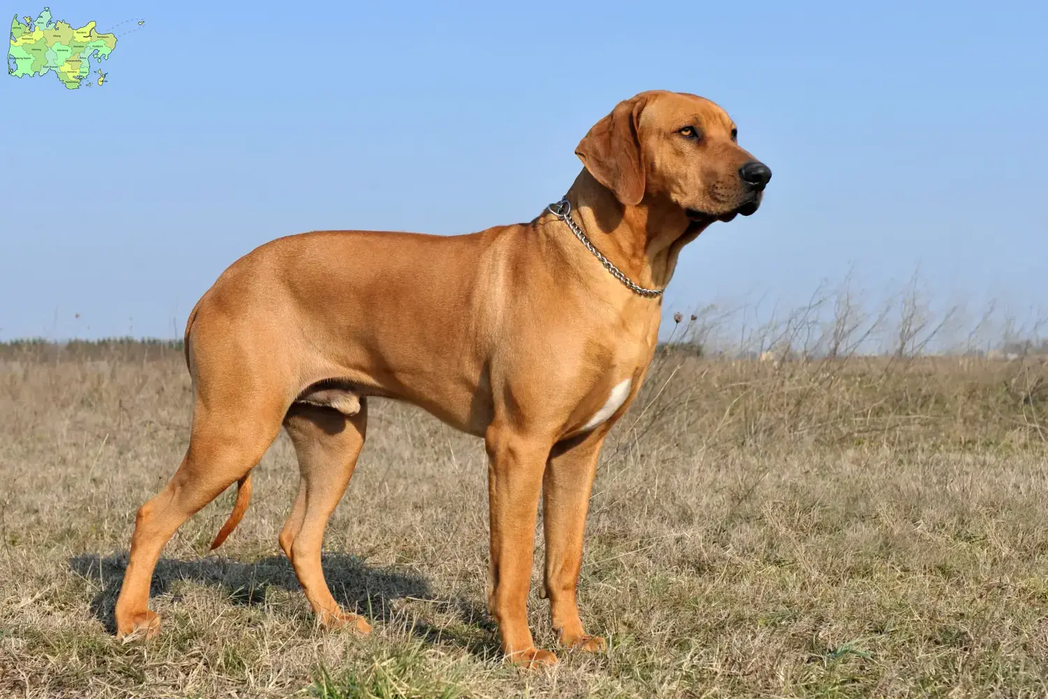 Rhodesian Ridgeback Welpen und Züchter Midtjylland Hier findest Du Rhodesian Ridgebacks Züchter in Midtjylland.