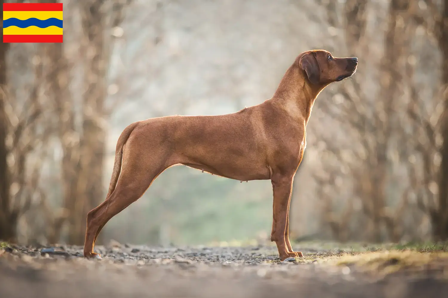 Rhodesian Ridgeback Welpen und Züchter Overijssel Hier findest Du Rhodesian Ridgebacks Züchter in Overijssel.