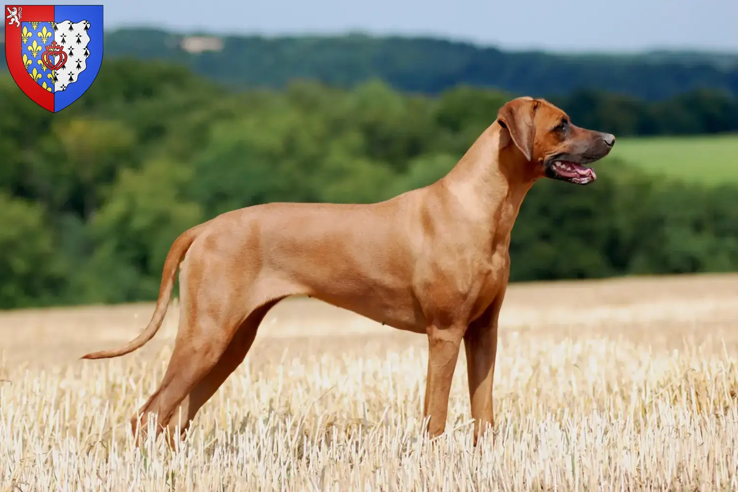 Rhodesian Ridgeback Welpen und Züchter Pays de la Loire Hier findest Du Rhodesian Ridgebacks Züchter in Pays de la Loire.