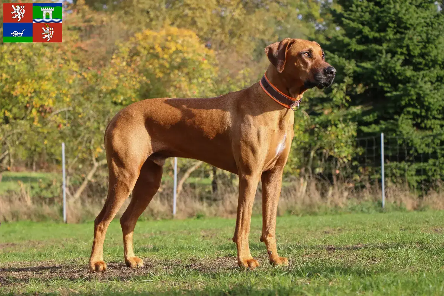 Rhodesian Ridgeback Welpen und Züchter Ústí Hier findest Du Rhodesian Ridgebacks Züchter in Ústí.