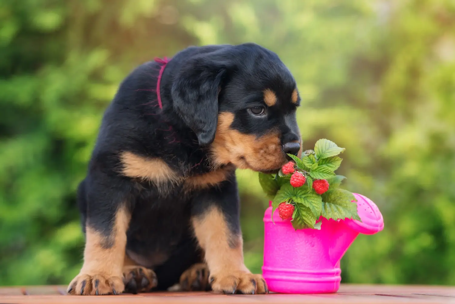 Einen Rottweiler Welpen zu kaufen, bedeutet Verantwortung zu übernehmen! Rottweiler Welpen kaufen.