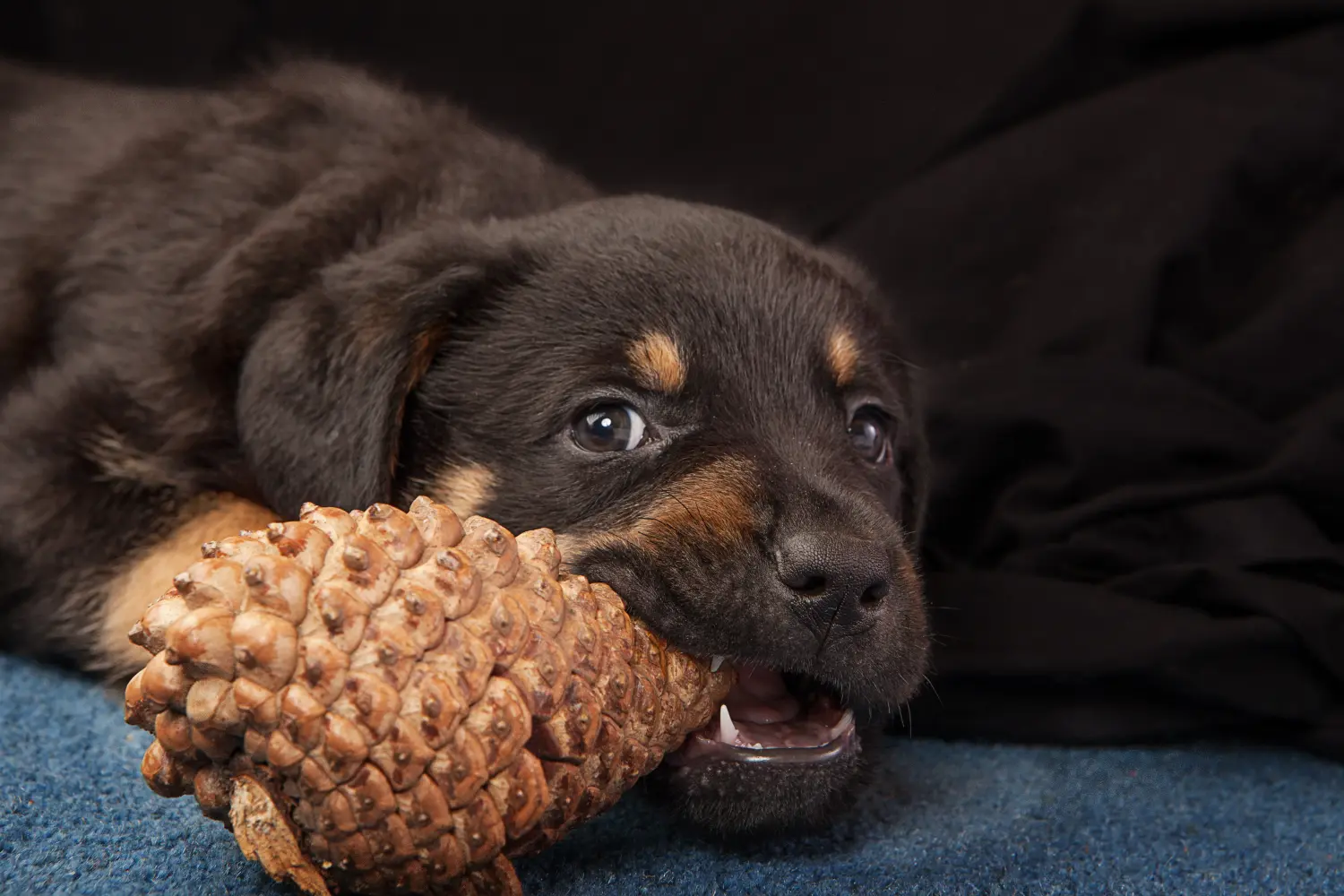 Einen Rottweiler Welpen zu kaufen, bedeutet Verantwortung zu übernehmen! Rottweiler Welpen kaufen.