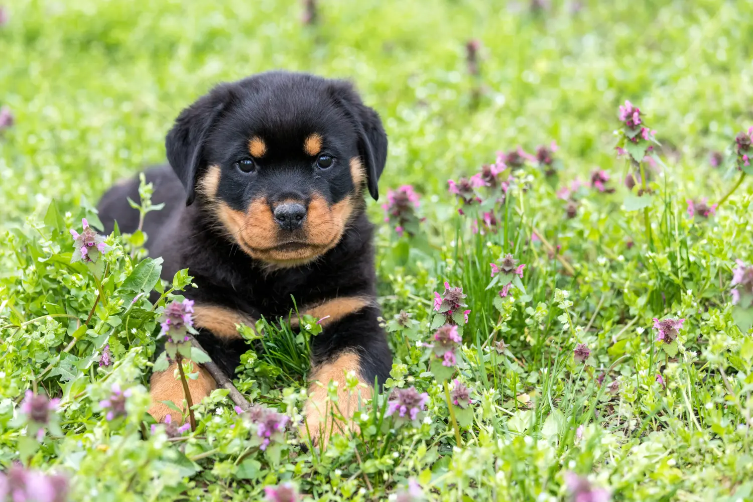 Einen Rottweiler Welpen zu kaufen, bedeutet Verantwortung zu übernehmen! Rottweiler Welpen kaufen.