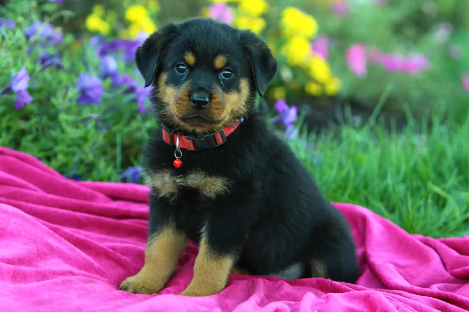 Einen Rottweiler Welpen zu kaufen, bedeutet Verantwortung zu übernehmen! Rottweiler Welpen kaufen.