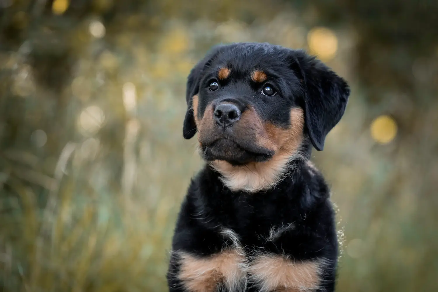 Einen Rottweiler Welpen zu kaufen, bedeutet Verantwortung zu übernehmen! Rottweiler Welpen kaufen.