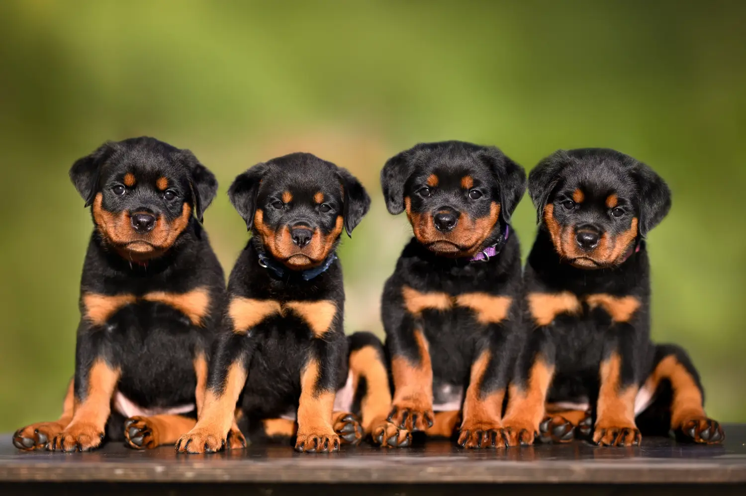 Einen Rottweiler Welpen zu kaufen, bedeutet Verantwortung zu übernehmen! Rottweiler Welpen kaufen.