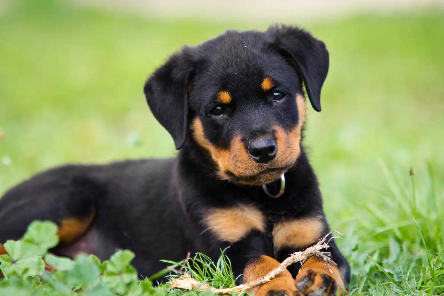 Einen Rottweiler Welpen zu kaufen, bedeutet Verantwortung zu übernehmen! Rottweiler Welpen kaufen.