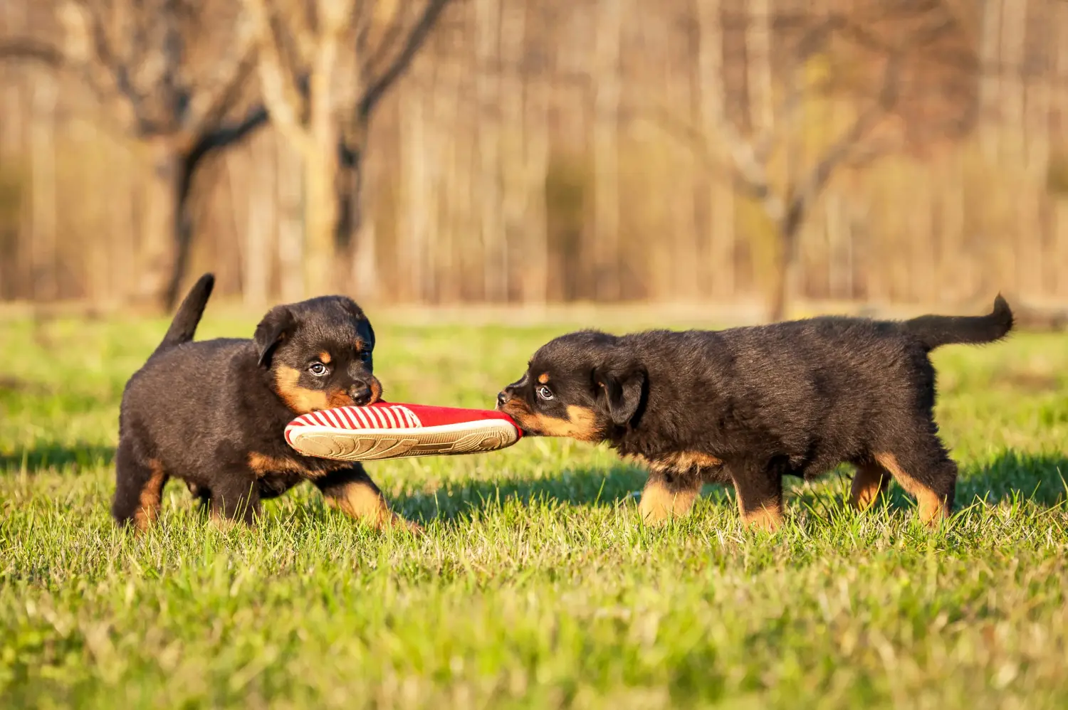 Einen Rottweiler Welpen zu kaufen, bedeutet Verantwortung zu übernehmen! Rottweiler Welpen kaufen.