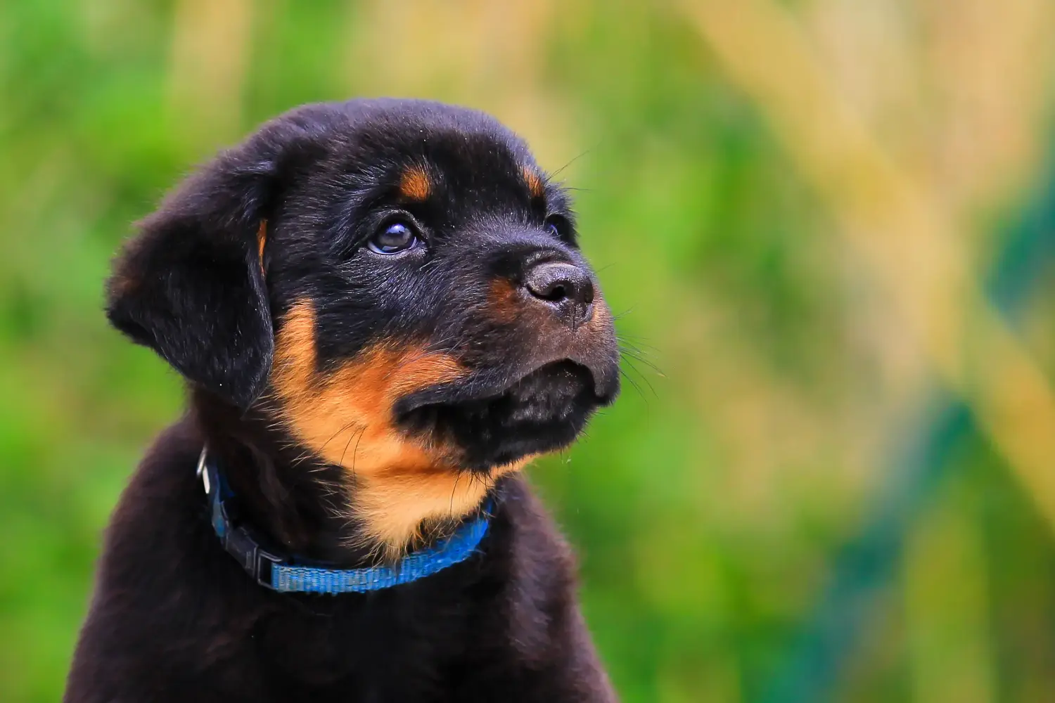 Einen Rottweiler Welpen zu kaufen, bedeutet Verantwortung zu übernehmen! Rottweiler Welpen kaufen.