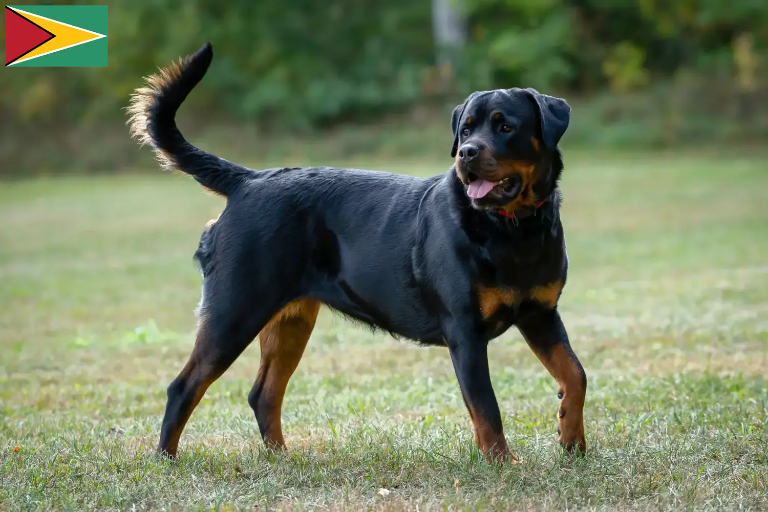 Rottweiler Welpen und Züchter Guyana Hier findest Du Rottweiler Züchter in Guyana.