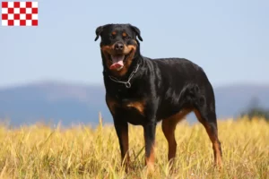 Mehr über den Artikel erfahren Rottweiler Züchter und Welpen in Nordbrabant