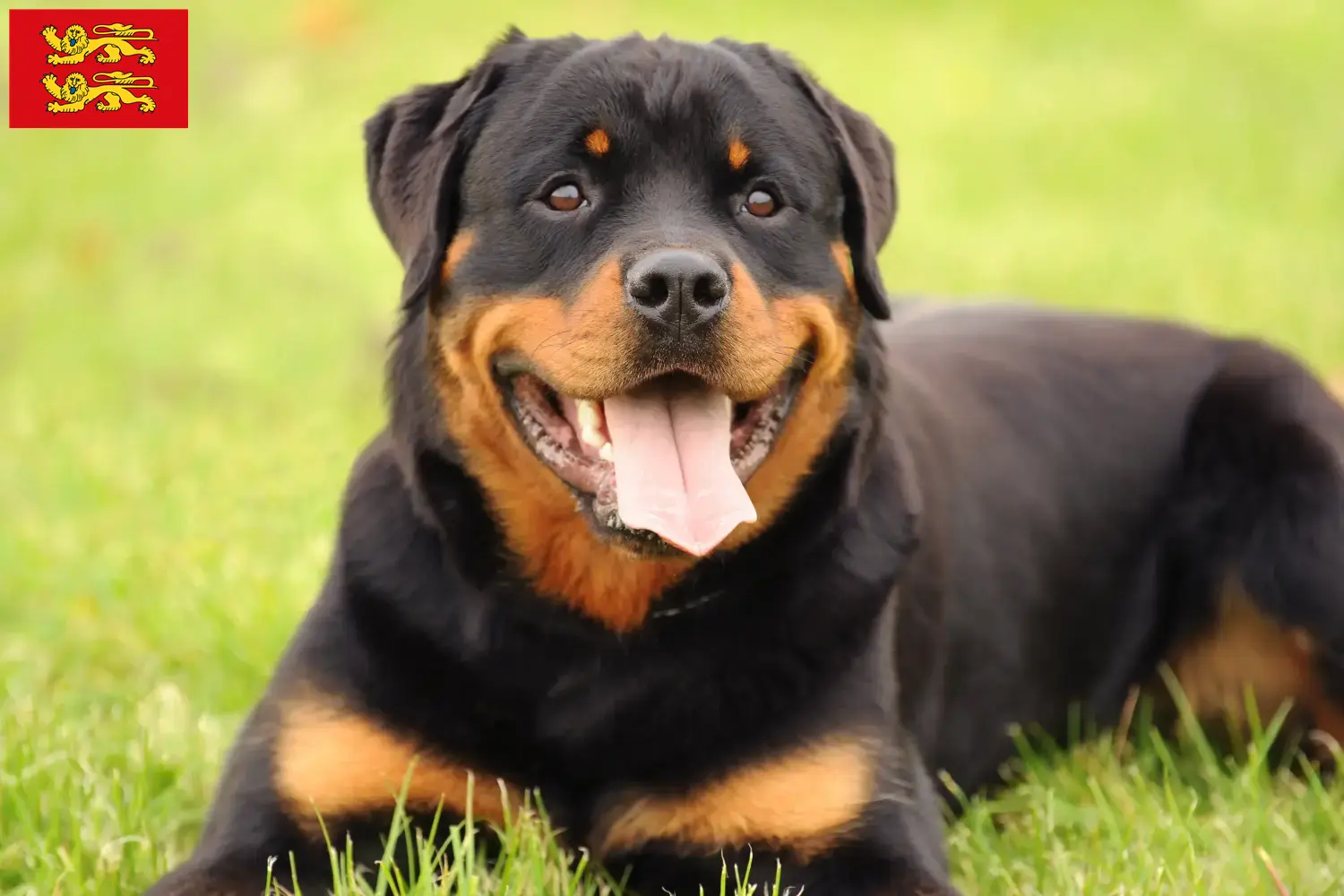 Rottweiler Welpen und Züchter Normandie Hier findest Du Rottweiler Züchter in der Normandie.