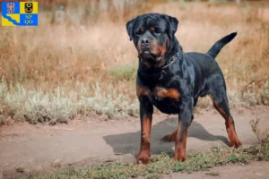 Mehr über den Artikel erfahren Rottweiler Züchter und Welpen in Olmütz