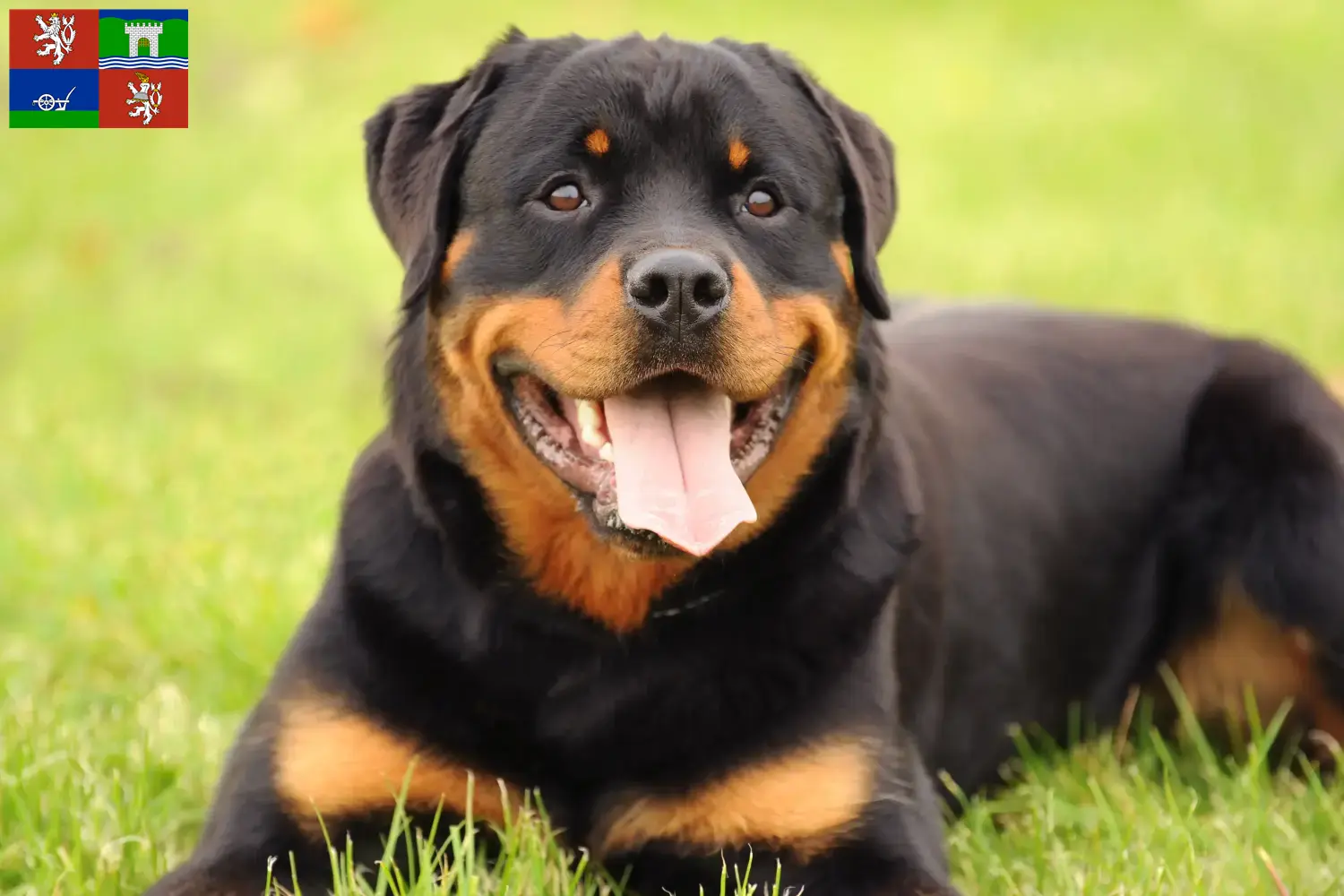 Rottweiler Welpen und Züchter Ústí Hier findest Du Rottweiler Züchter in Ústí.