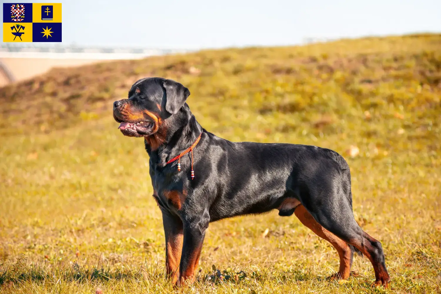 Rottweiler Welpen und Züchter Zlín Hier findest Du Rottweiler Züchter in Zlín.